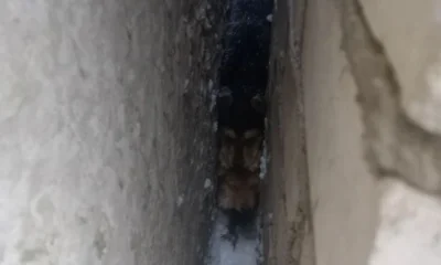 Двое рыжих щенков дождались помощи орловских спасателей