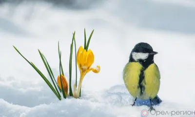 В Орловской области наступила метеорологическая весна