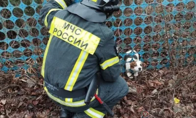 Орловские спасатели помогли любопытному щенку