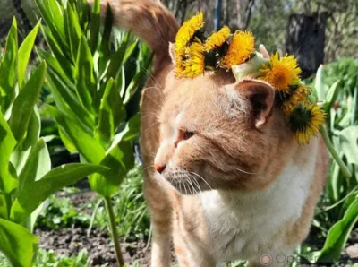 На Орловщину пришла жара с сильным ветром