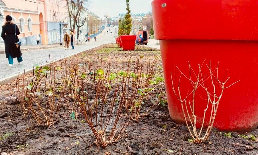 На клумбах Орла появились 138 кустов гортензий