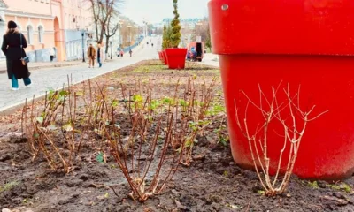 На клумбах Орла появились 138 кустов гортензий