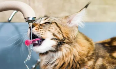 В Заводском районе Орла из-за аварии остановлена работа трёх котельных