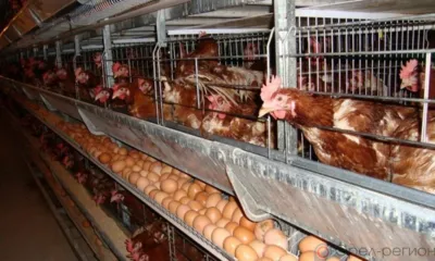 Орловское птицеводческое предприятие оштрафовали за нарушение ветеринарных правил