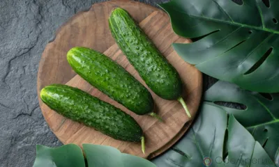 Орловские огурцы экспортировали в Беларусь