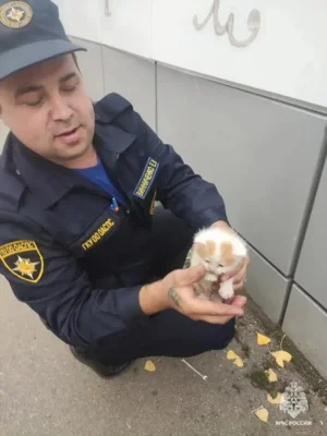 Фото 1. В Ливнах котёнку потребовалась помощь спасателей
