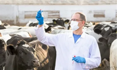 Эпизоотическая ситуация на Орловщине остаётся стабильной