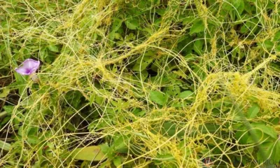 В Залегощенском районе установлена карантинная зона по повилике