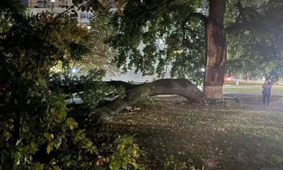 В Орле решают судьбу расколовшегося 162-летнего дуба