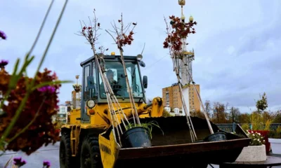 В Орле высадили украшавшие Александровский мост деревья