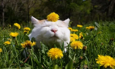 Орловцам пообещали грозу и 20 градусов тепла