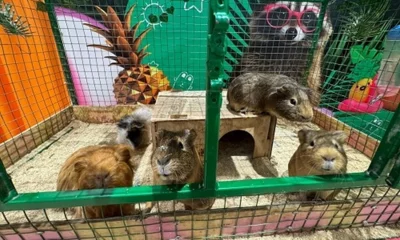 В Орле незаконно показывали новорождённых шиншилл и не поили козла