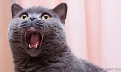 На ул. Саханской и ул. Машкарина в Орле продлили отключение горячей воды