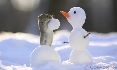 Неделя на Орловщине завершится снегом