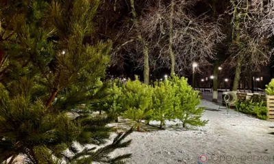 С 15 января орловцы смогут сдать ёлки на переработку