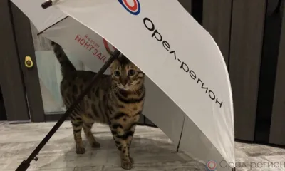 Орловцев ждут дождливые выходные