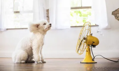 Орловцев завтра ожидает аномальная жара