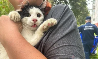 В Знаменке с дерева сняли кота