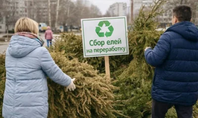 Орловцам предлагают сдать ёлки на переработку