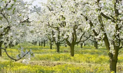 Благодаря работам молодого орловского учёного Игоря Ефремова землю всегда будут украшать вишнёвые сады