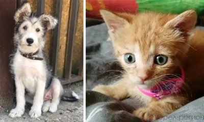 Группа помощи животным «Кот и Пёс» в Орле стала активным участником «Доброй недели»