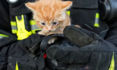 Орловские спасатели помогли коту и собаке, пробывшим несколько дней в ловушке