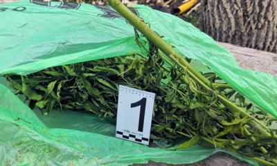 Житель Дмитровского района обвиняется в покупке и хранении наркотиков