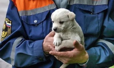 Под Орлом щенок попал в незакрытый колодец