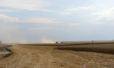 Щедрая орловская нива