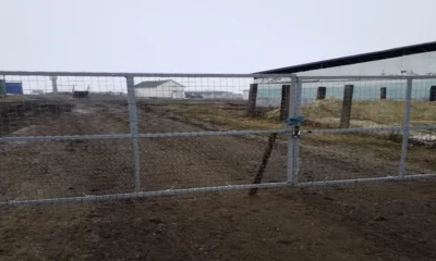 На орловских фермах нашли нарушения ветеринарного законодательства