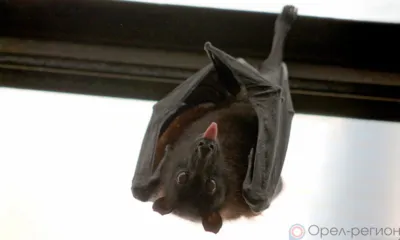 Орловцы вызвали спасателей из-за летучей мыши