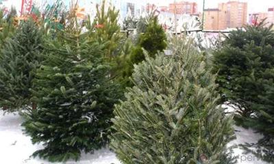 В Орловскую область ввезли пихту из Белоруссии