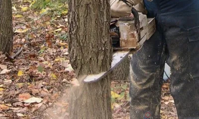 Администрацию Орла через суд пытаются заставить восстановить снесённые зелёные насаждения