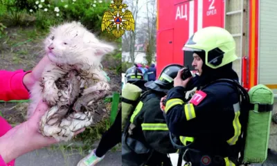 Орловские пожарные за сутки спасли трёх котят