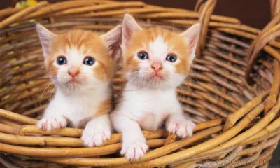 Орловца обвиняют в жестком обращении с животными