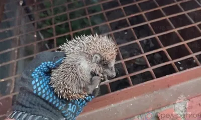 В Орле сотрудники МЧС спасли ежа и уничтожили осиное гнездо