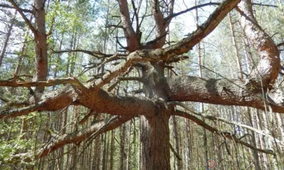 Орловцы могут рассказать об удивительных деревьях своей местности