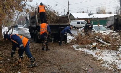 Ветер повалил в Орле более 30 деревьев
