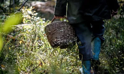 Орловские спасатели помогли найти потерявшихся в лесу