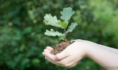 В 2024 году лесной фонд Орловщины пополнили более 300 тысяч сеянцев дуба и сосны