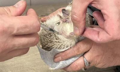 На Орловщине приступили к вакцинации ежей