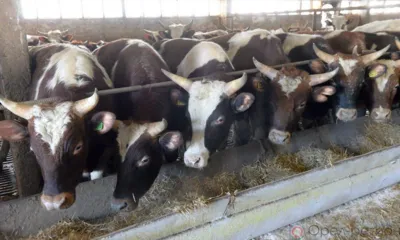 Опыт АО «Агрофирма «Мценская» рекомендован для агропредприятий, занимающихся откормом КРС