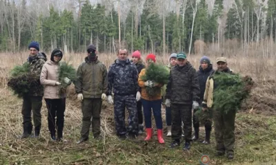 В Мценском районе высадили 8 тыс. сосен