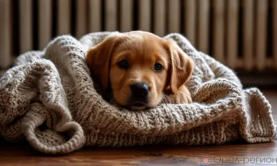 В Орле пока не будут отключать отопление