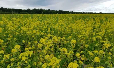 Орловское предприятие хотело сбыть заражённую повиликой горчицу