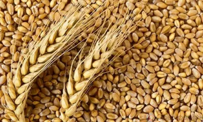 В Орле проверили 39 тонн семян пшеницы из Белоруссии