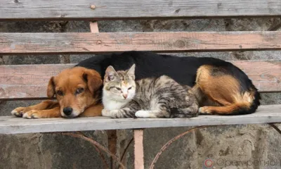 В Ливенском районе владельцы собак и кошек отказались вакцинировать животных от бешенства