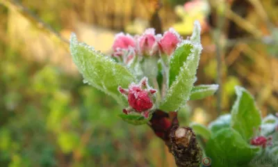 В Орловскую область могут вернуться заморозки