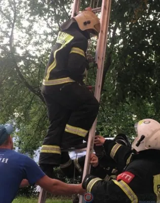 В Орле спасатели сняли с дерева котёнка
