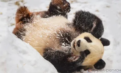 МЧС предупреждает орловцев о надвигающемся снегопаде